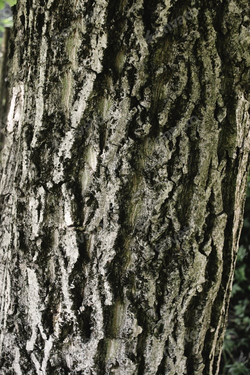 Preview: gray bark of walnut tree, textured background or wallpaper