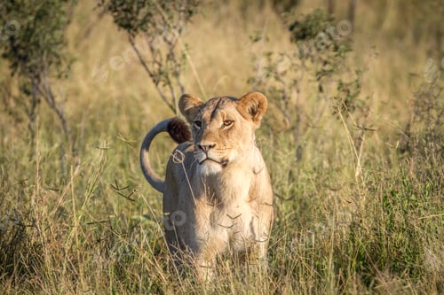 Preview: Lion standing in the grass in Chobe.