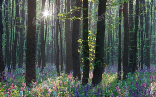 Preview: Spring in the forest
