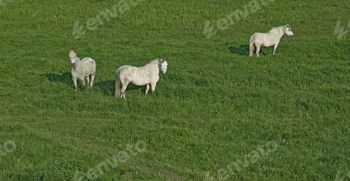 Preview: Horse. a photo of a horse in natural setting.