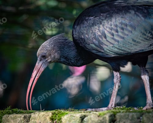 Preview: Close-up of a Puna Ibis with its distinctive long, curved beak, standing on a mossy rock