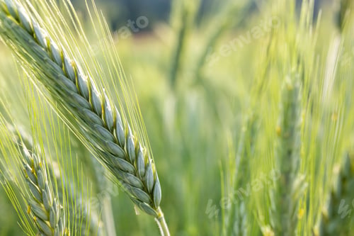 Preview: Close Up of Green Wheat Ear in Early Growth Stage