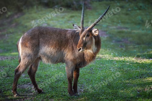 Preview: Male Waterbuck Antelope (Kobus ellipsiprymnus)