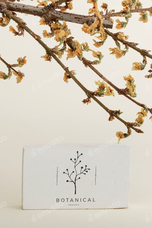 Preview: Dried Forsythia branch with a card mockup on a beige background