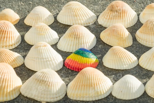 Preview: Rainbow shell on the background of white shells