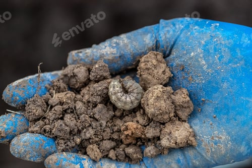 Preview: Winter pest insect pest (Agrotis segetum)