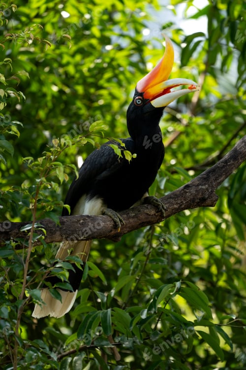 Preview: The rhinoceros hornbill (Buceros rhinoceros) is a large species of forest hornbill (Bucerotidae).