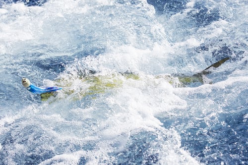 Preview: Fresh Mahi Mahi being caught in ocean