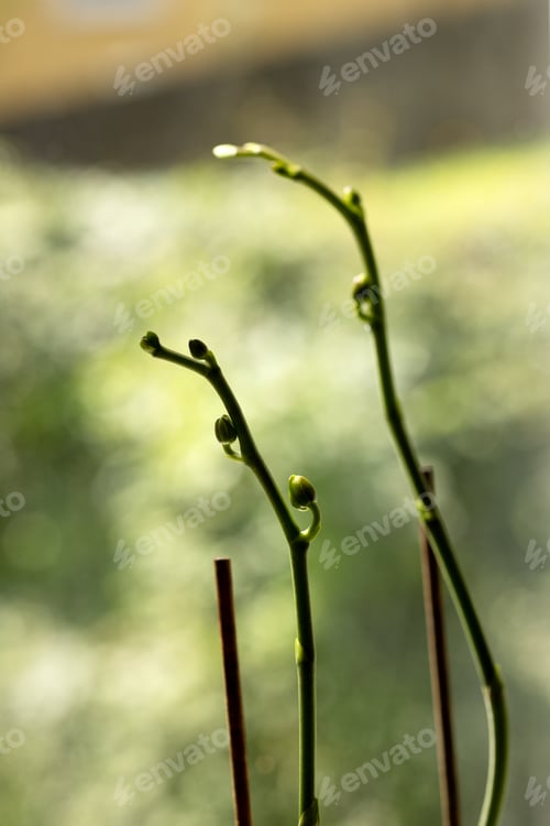 Preview: Two flower stalks of an orchid with buds on a blurred background of light green color