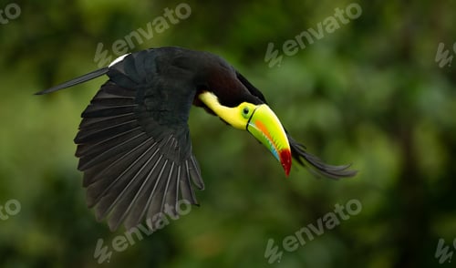 Preview: Toucan in Costa Rica