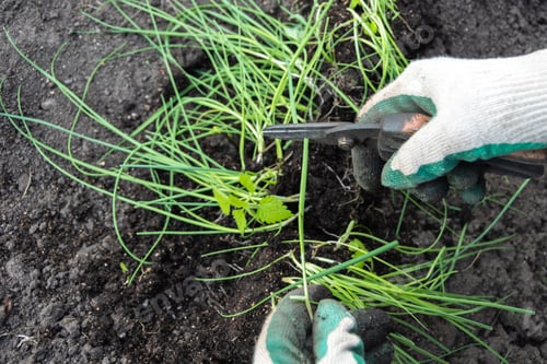 Preview: Gloved hands cutting green sprouts with tongs. Plant care. Plant cultivation. Agricultural work