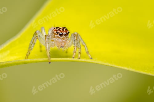 Preview: Jumping spider searching for food in the garden