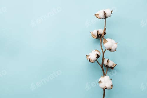 Preview: Minimalistic photography with cotton flower branch on blue background with copy space