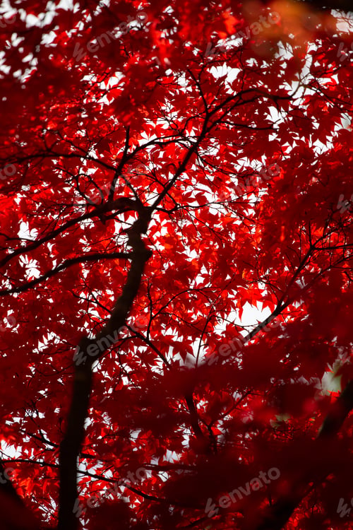 Preview: Red japanese maple tree