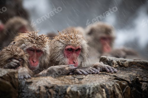 Preview: Snow monkey