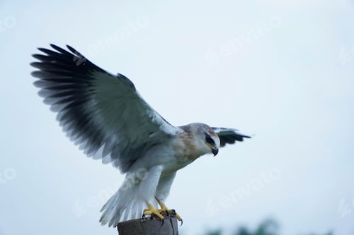 Preview: Black-winged kite (Elanus caeruleus)