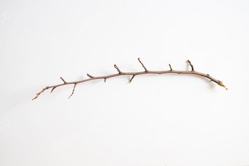 Preview: dry branch on a white background, top view, close-up