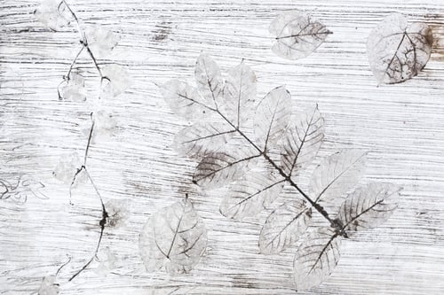 Preview: White abstract background with tropical plants shapes. Skeletones of leaves imprint on concrete