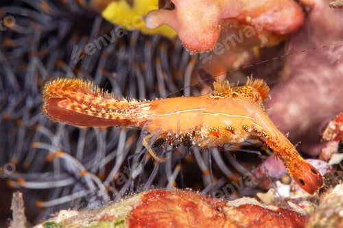 Preview: Donald Duck shrimp in Indonesia