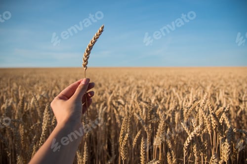 Preview: Spica in the hand on background of wheat field and blue sky