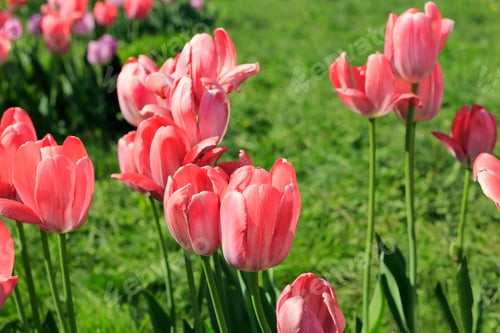 Preview: Beautiful bright pink tulips
