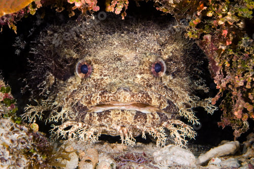 Preview: Toadfish