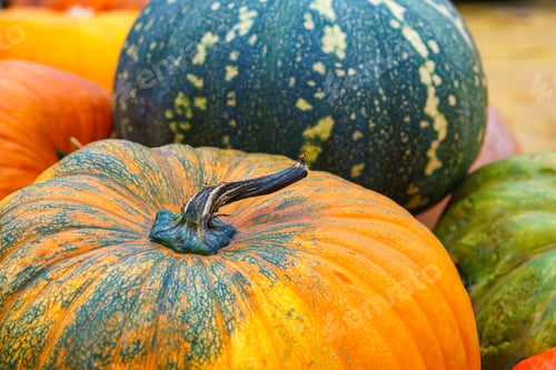 Preview: Close up of vibrant orange and green pumpkins during autumn harvest season in natural light