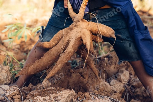 Preview: Cassava in hand, tapioca in farmer hand in harvest season