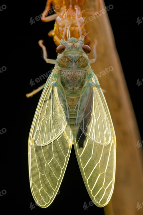 Preview: cicadas