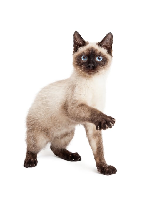 Preview: Playful Siamese Kitten Raising Paw