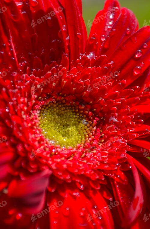 Preview: Beautiful water drops on fresh red Gerbera flower