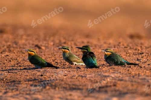 Preview: Merops persicus or blue-cheeked bee-eater sits on the branch