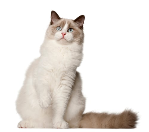 Preview: Ragdoll cat, 6 months old, sitting in front of white background
