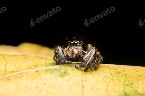 Preview: Elegant Jumping Spider Portrait on a Yellow Leaf