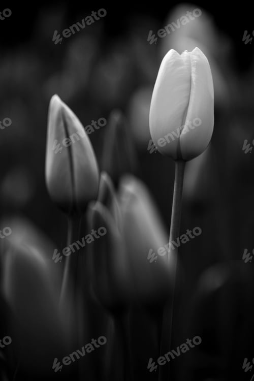 Preview: Tulips