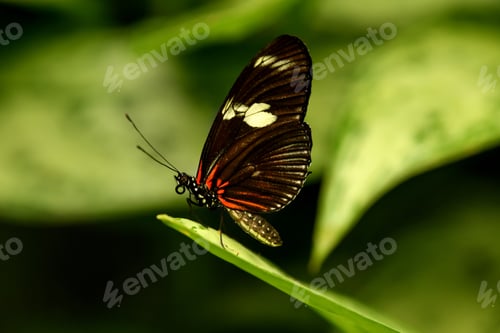 Preview: Butterfly on a flower