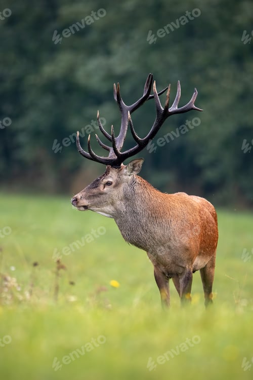 Preview: Close-up of a red deer stag in summer with big antlers faced to camera