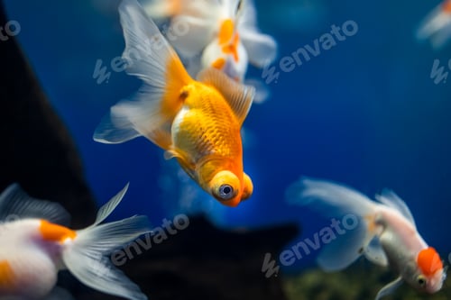 Preview: a flock of goldfish swim in the aquarium