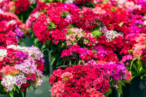 Preview: Beautiful carnation flowers at an european market
