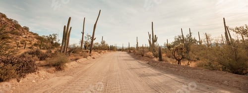 Preview: Cactus