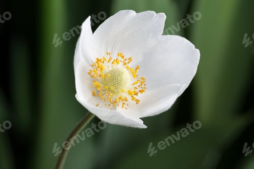 Preview: Beautiful Spring White Flower