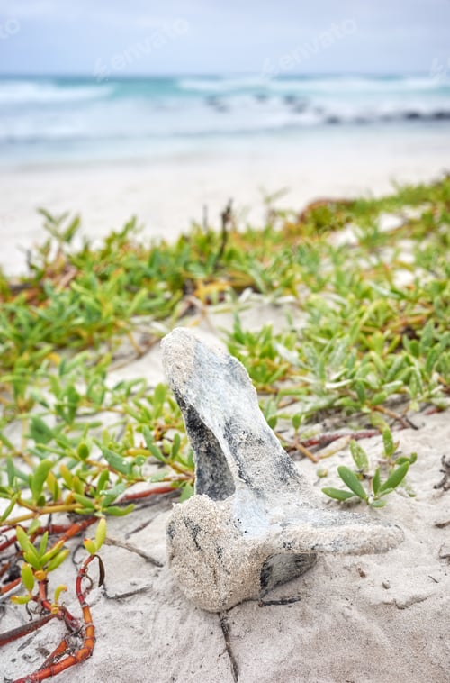 Preview: Close up photo of a vertebra on Tortuga Bay beach on Santa Cruz Island, Galapagos Islands, Ecuador.