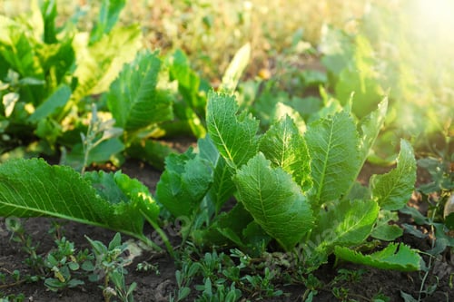 Preview: Beautiful horseradish plants growing in kitchen garden