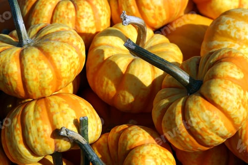 Preview: Mini pumpkins