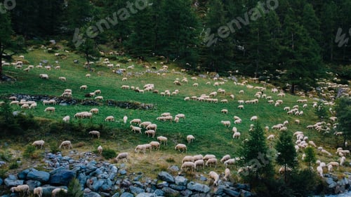 Preview: Mountain grassland.