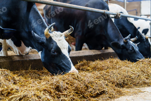 Preview: Agricultural concept, diary cows eating a hay in modern free livestock stall