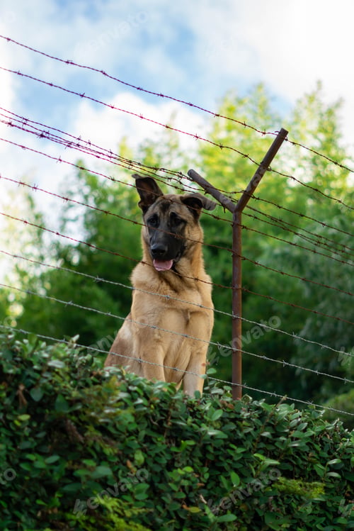Preview: German Shepherd behind fence, grass, tree, blue sky