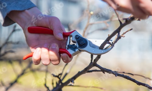 Preview: pruning branches with pruning shears.