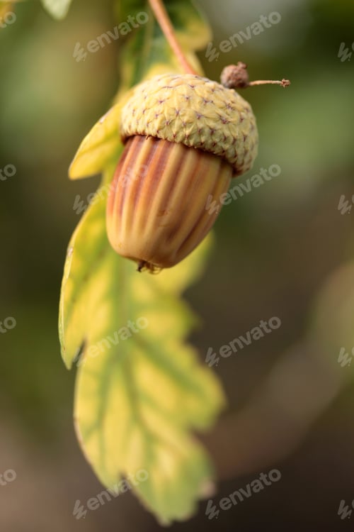 Preview: Fall Colors Acorns
