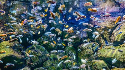 Preview: Exotic freshwater fishes in aquarium